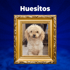 HUESITOS